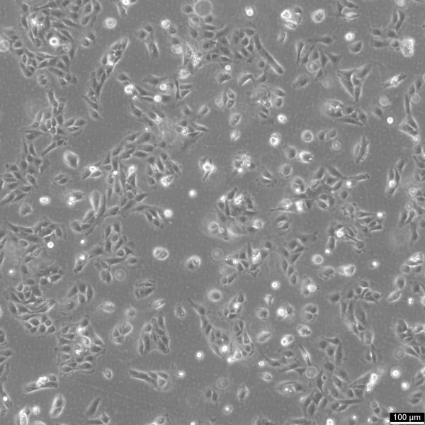 GES-1 Cells