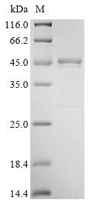 Serine protease inhibitor A3N (Serpina3n), mouse, recombinant