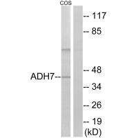 Anti-ADH7