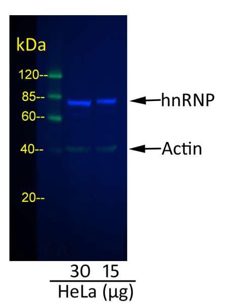 Anti-Mouse IgG-heavy and light chain cross-adsorbed, DyLight(R) 488 conjugated