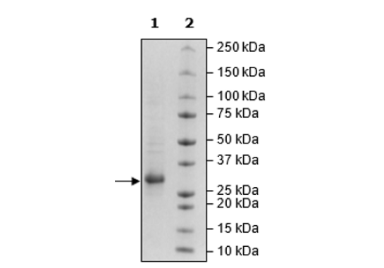 CD8a, Avi-Tag, His-Tag, Biotin-Labeled Recombinant