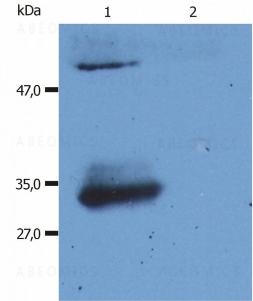 Anti-IgG (Fab) Monoclonal Antibody (Clone:4A11)