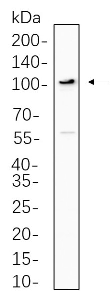 Anti-Recombinant ERK5, clone 5B13