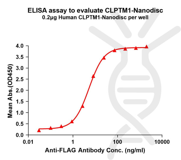 CLPTM1 (human) full length protein-synthetic nanodisc
