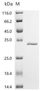 Uracil phosphoribosyltransferase (upp), recombinant Mycobacterium tuberculosis