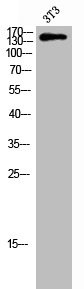 Anti-Phospho-TENC1 (Y483)
