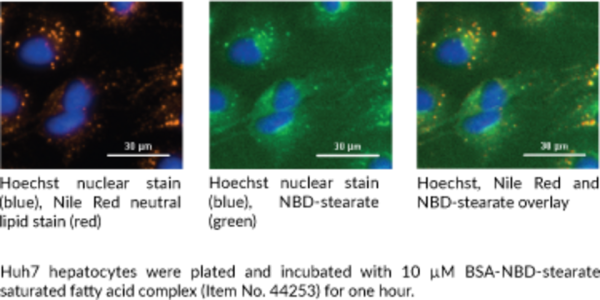BSA-NBD-Stearate Saturated Fatty Acid Complex (1 mM)