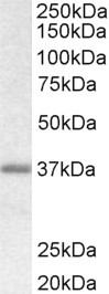 Anti-Biglycan Preproprotein, C-terminal