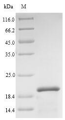 Major pollen allergen Aln g 1, Alnus glutinosa, recombinant
