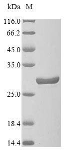 Glutathione peroxidase 7 (Gpx7), mouse, recombinant