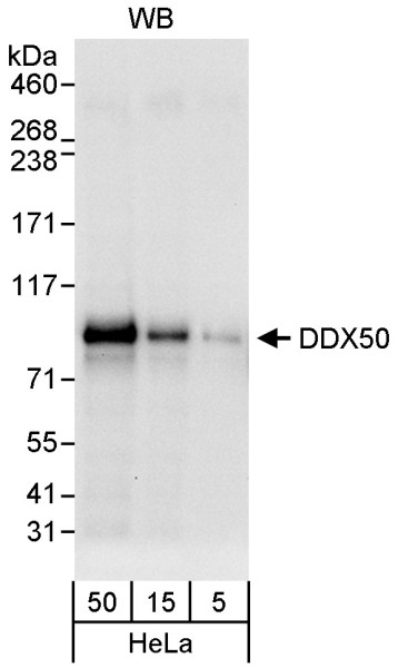 Anti-DDX50