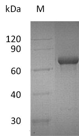 Tumor necrosis factor receptor superfamily member 4 (TNFRSF4), partial (Active), human, recombinant