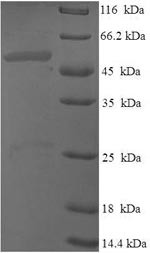 Probable dimethyladenosine transferase (DIMT1), human, recombinant