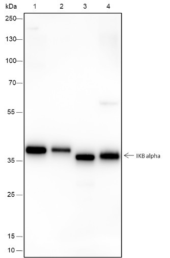 Anti-Recombinant IkB alpha, clone A419