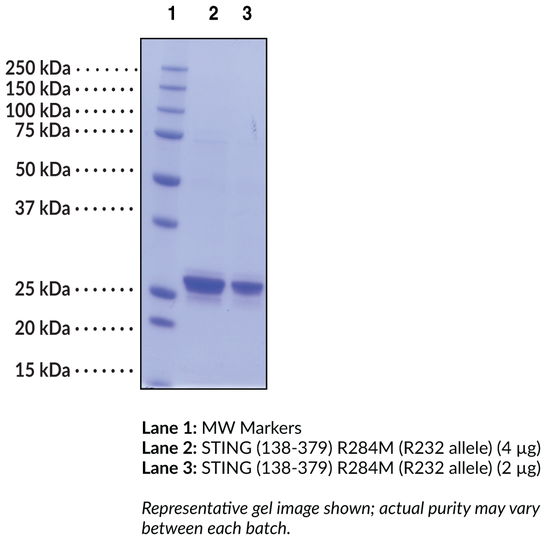 STING M284 variant (human, recombinant)