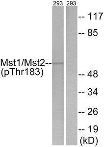 Anti-Phospho-STK4 (Thr183)