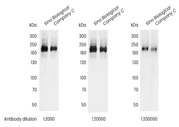 Anti-Phospho-EGF Receptor (Tyr1068) Monoclonal Recombinant Antibody