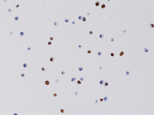 Anti-Histone H3 K4M (human), Rabbit Monoclonal (RM363) (Biotin)