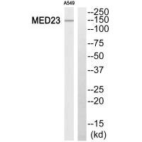 Anti-MED23