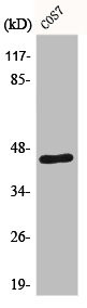 Anti-E2F4/E2F5