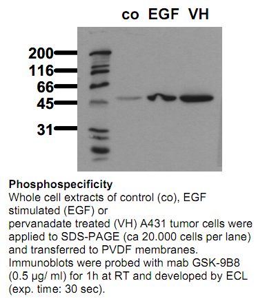 Anti-phospho-GSK3alpha (Ser21), clone 9B8