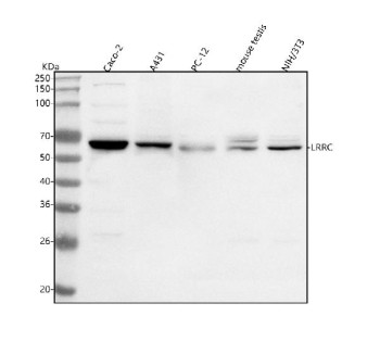 Anti-LRRC1 / Leucine-rich repeat-containing protein 1