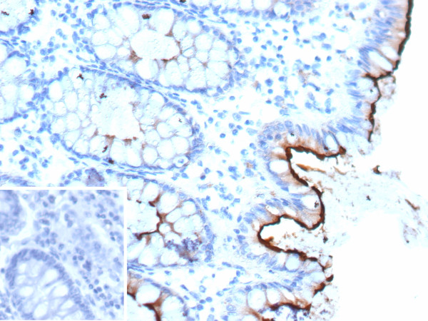 Anti-CEACAM1 (CEA Cell Adhesion Molecule 1) / CD66a, clone CEACAM1/12661