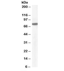 Anti-Pericentrin 1