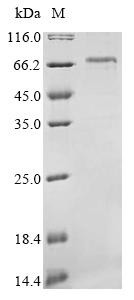 Neurofilament light polypeptide (Nefl), mouse, recombinant
