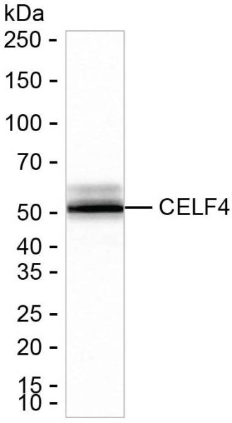 Anti-CELF4