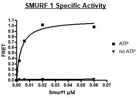 SMURF1, active human recombinant protein