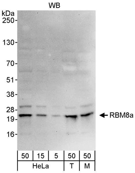 Anti-RBM8a