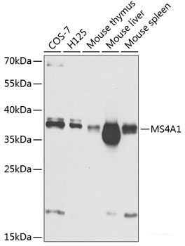 Anti-CD20