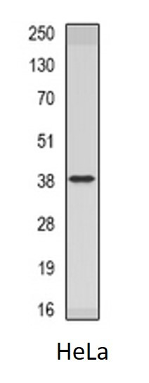 Anti-INHBC / Inhibin beta C chain