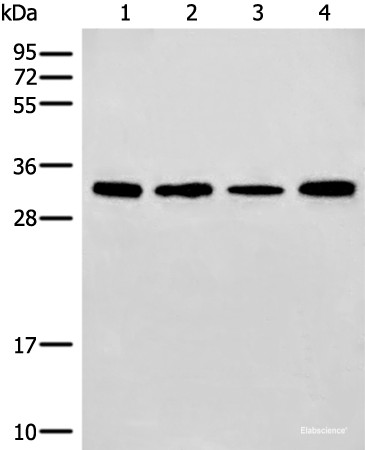 Anti-ERCC1