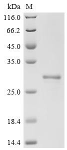 Matrilysin (Mmp7), rat, recombinant