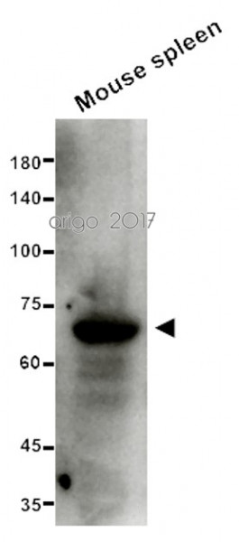 Anti-SHP1, clone PTY11
