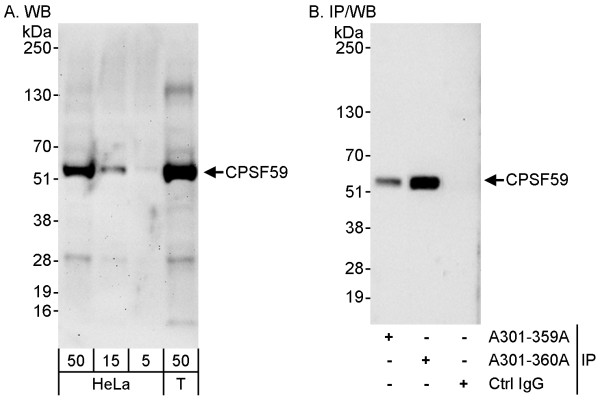 Anti-CPSF59