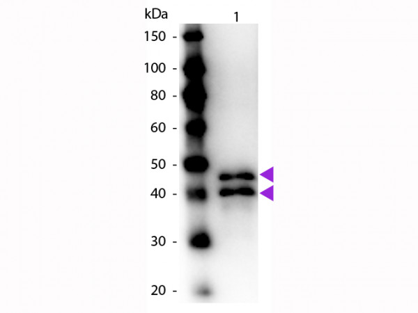 Anti-OVALBUMIN (Hen Egg White), Peroxidase Conjugated