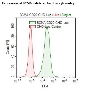 BCMA / CD20 / Firefly Luciferase CHO Cell Line