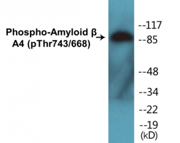 Amyloid beta A4 (Phospho-Thr743/668) Colorimetric Cell-Based ELISA Kit