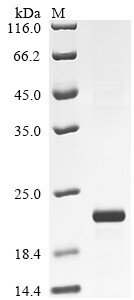 Interleukin-17A (Il17a), rat, recombinant