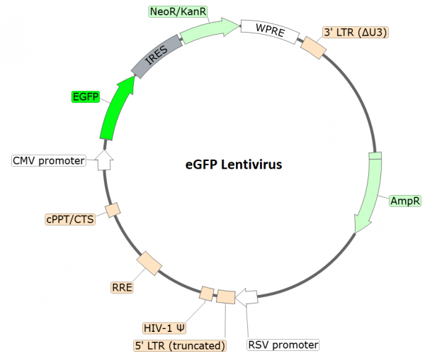 Enhanced GFP Lentivirus (G418)