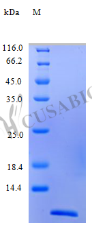 C-C motif chemokine 24 protein (CCL24), partial (Active), human, recombinant
