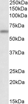 Anti-ATG16L1, Internal