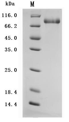 CD93 molecule (CD93), partial (Active), Macaca fascicularis, recombinant