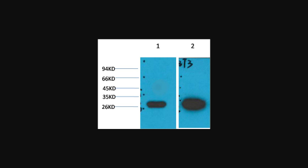 Anti-Galectin-3, monoclonal