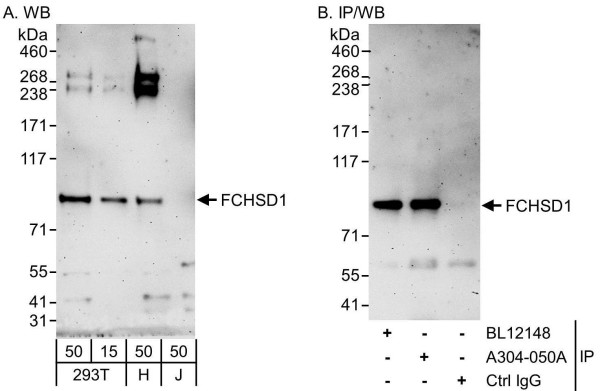 Anti-FCHSD1