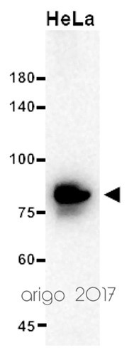 Anti-STAT3, clone 4C8-1C9-H8