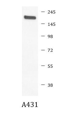 Anti-phospho-EGFR (Tyr1173)